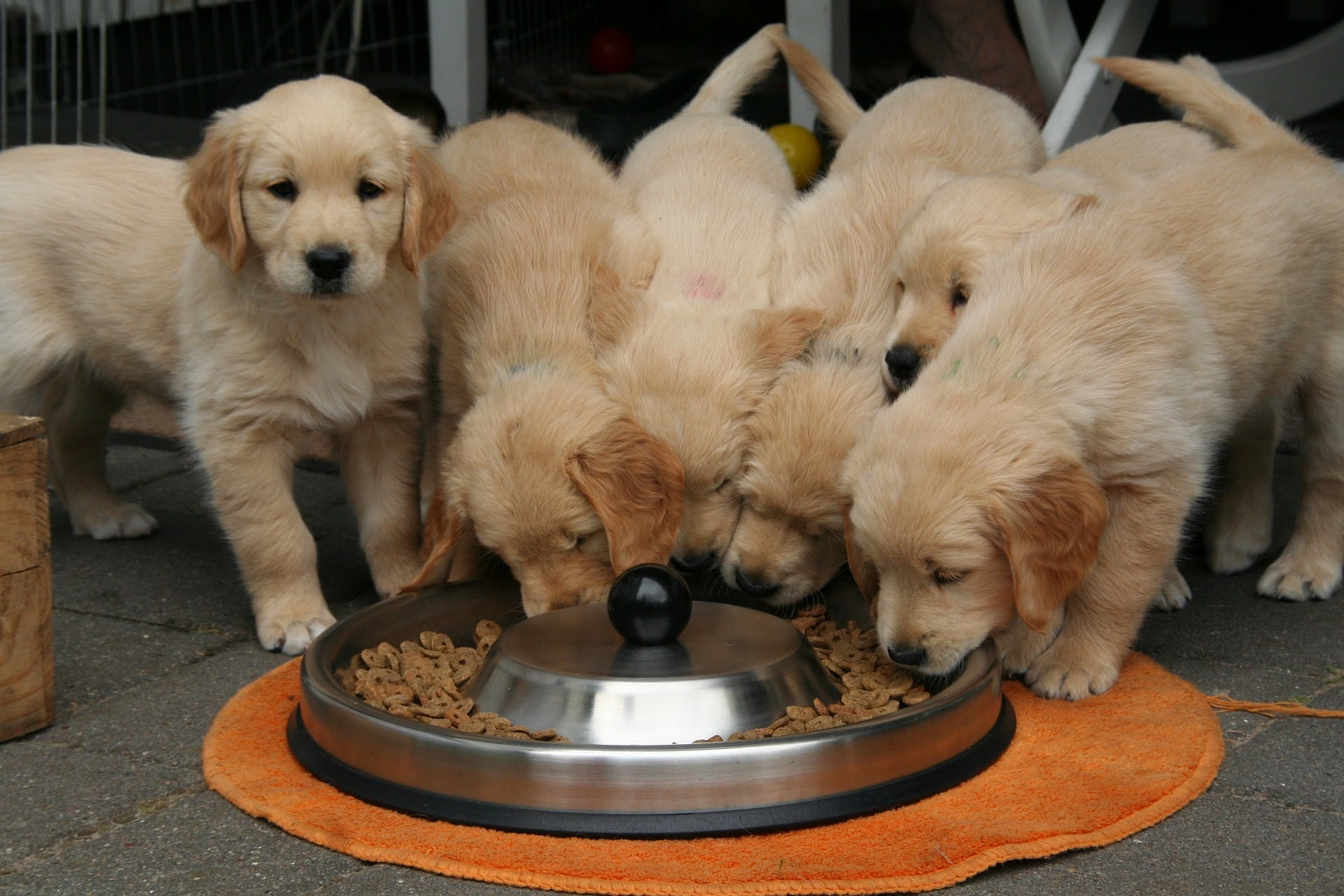 Hoeveel mag een puppy eten? petnews‎.nl